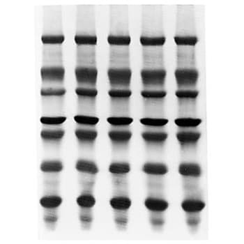 Immobilon-PSQ PVDF 0.2μm 9x12cm 片 10/包 10PKMerck(默克密理博)ISEQ09120